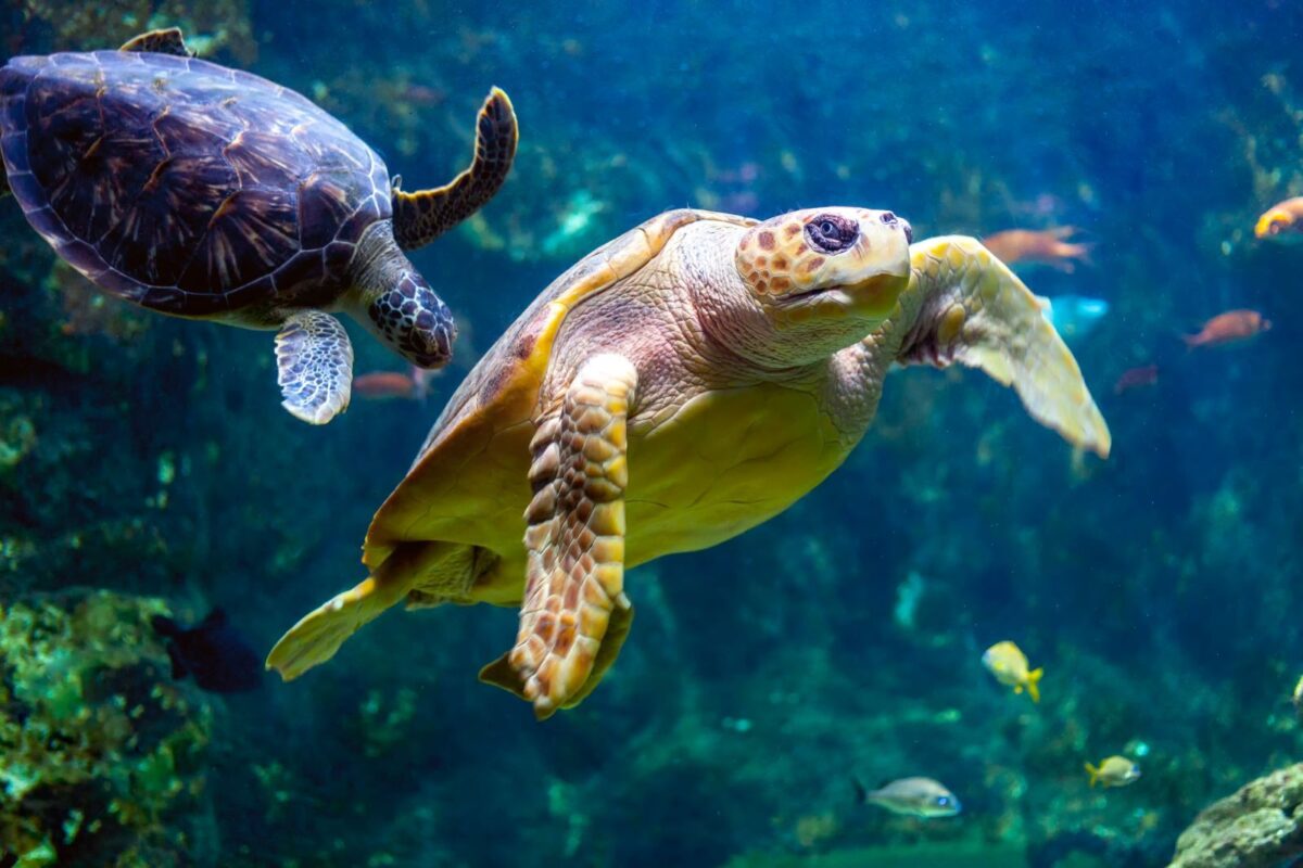 turtles at an aquarium